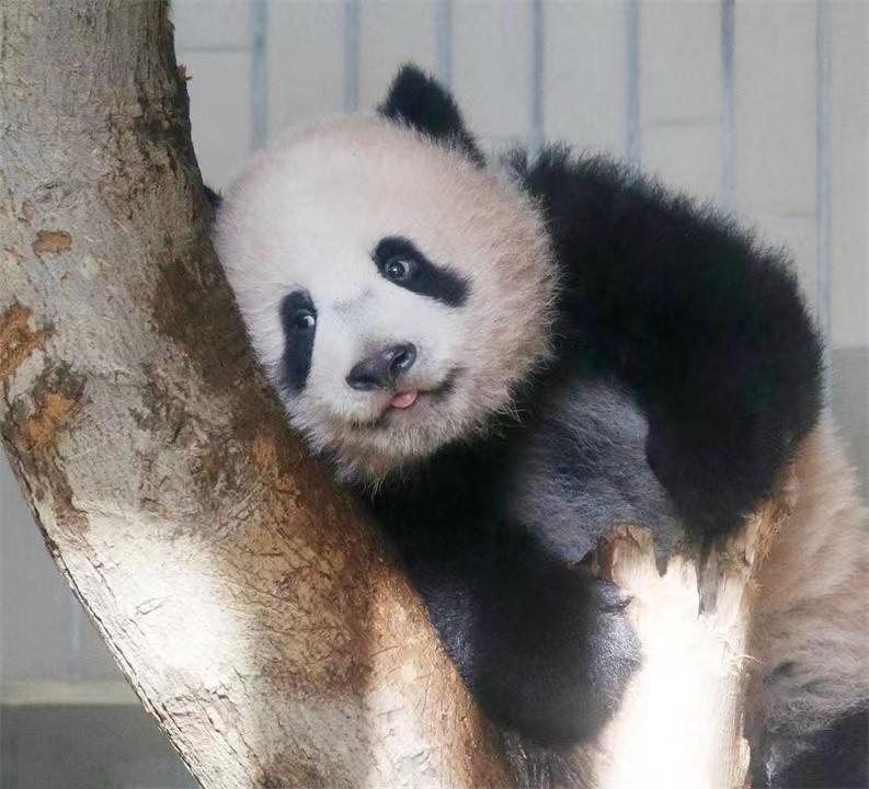 大熊猫"香香"归还中国日期再次推迟?
