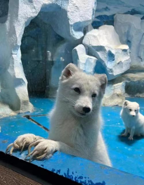 动物园北极狐指甲过长行走困难，网友谴责