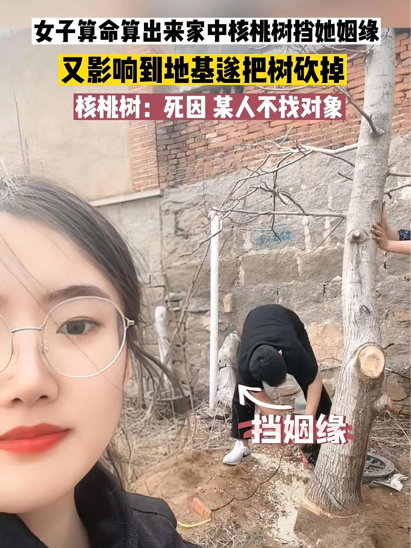 女子算命核桃树挡姻缘家人将树砍掉