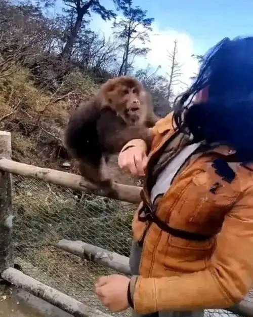 稀奇！一男子与峨眉山猴子上演“互殴”戏码