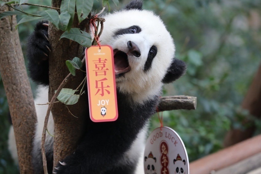 快来接受新生熊猫宝宝的新年祝福吧！