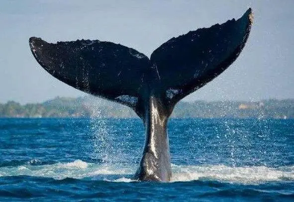 世界上最孤独的鲸去世